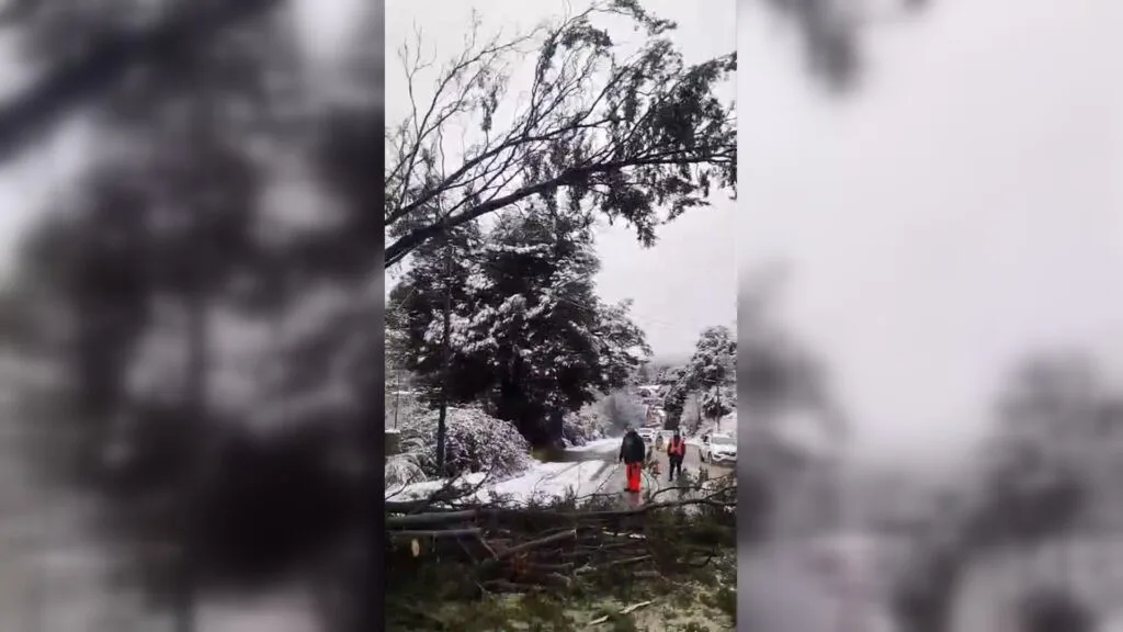 Bariloche reabrió calles tras el despeje de un árbol caído