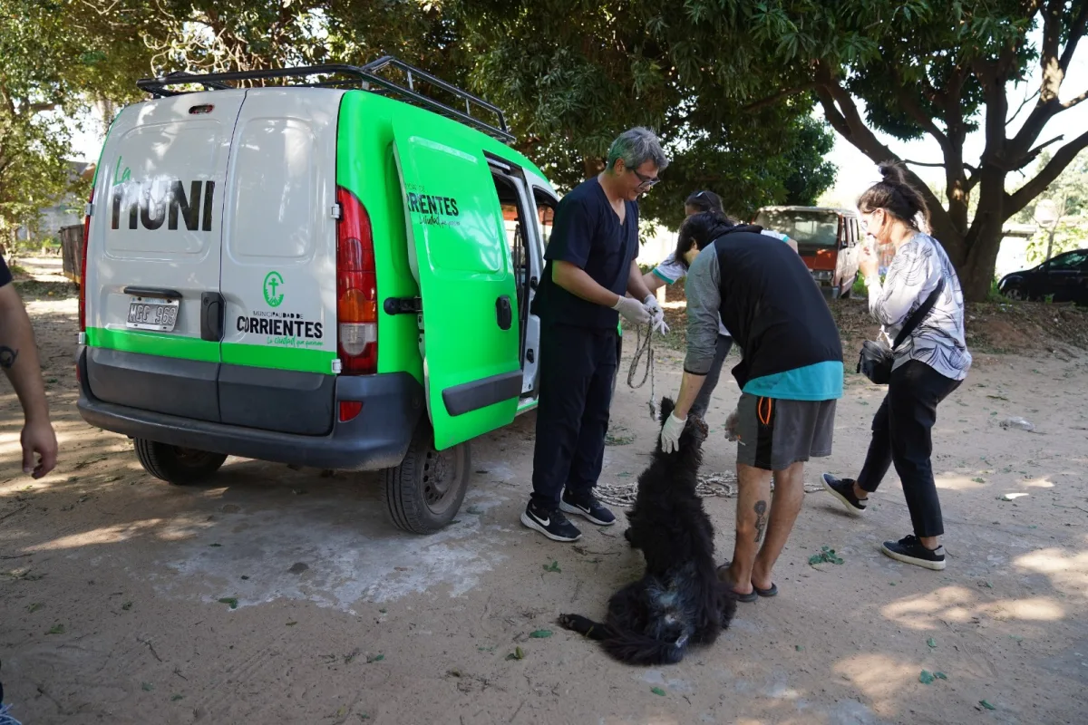 Intervención municipal permitió tratar a un perro enfermo en la ciudad
