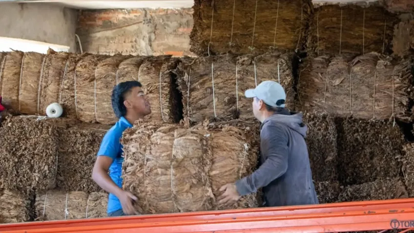 Finalizó la campaña de acopio de tabaco en Goya