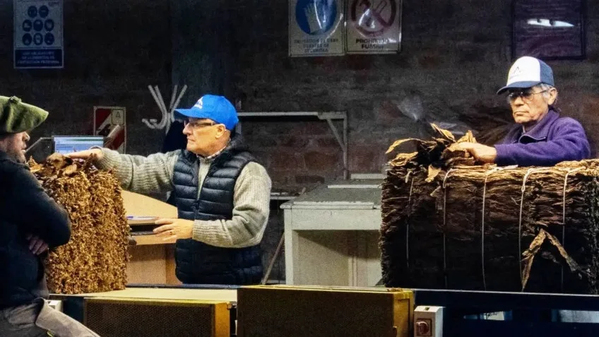 Más de dos millones de pesos abonados a productores de tabaco
