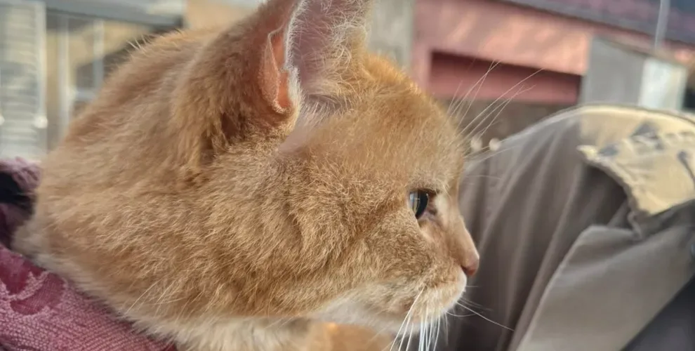 Jornadas de vacunación y castración gratuita en Recreo esta semana