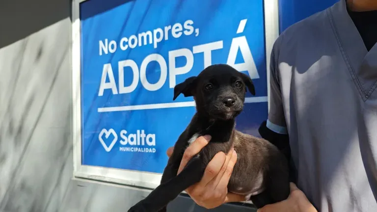 Nueva jornada de adopción en Salta para encontrar familias a perros y gatos