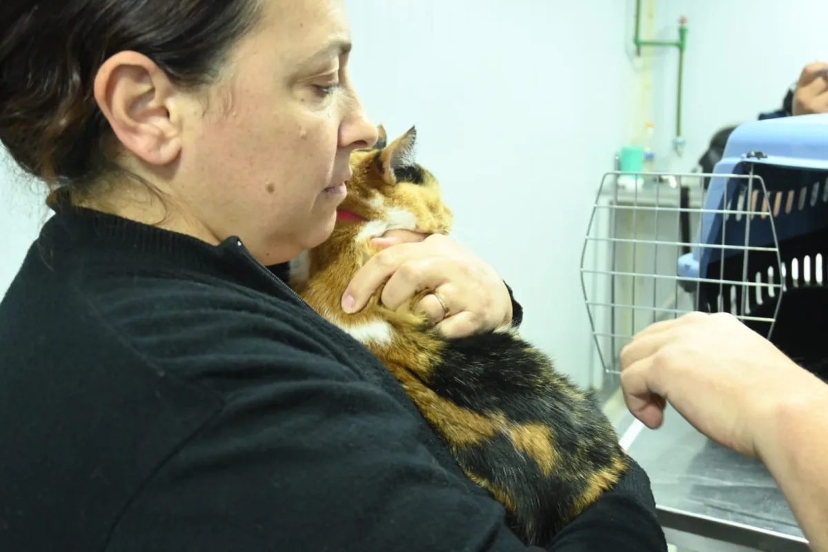 Castraciones y vacunaciones gratuitas para mascotas en Puerto Madryn