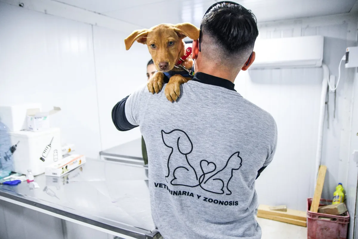 Castraciones y vacunas gratuitas para mascotas en Puerto Madryn