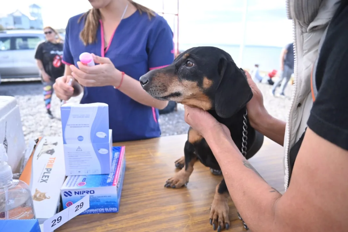 Normas para pasear perros en Puerto Madryn: lo que debés saber