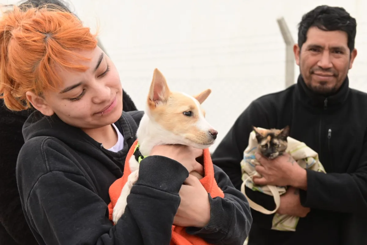 Vacunaciones y castraciones gratuitas para mascotas en Puerto Madryn