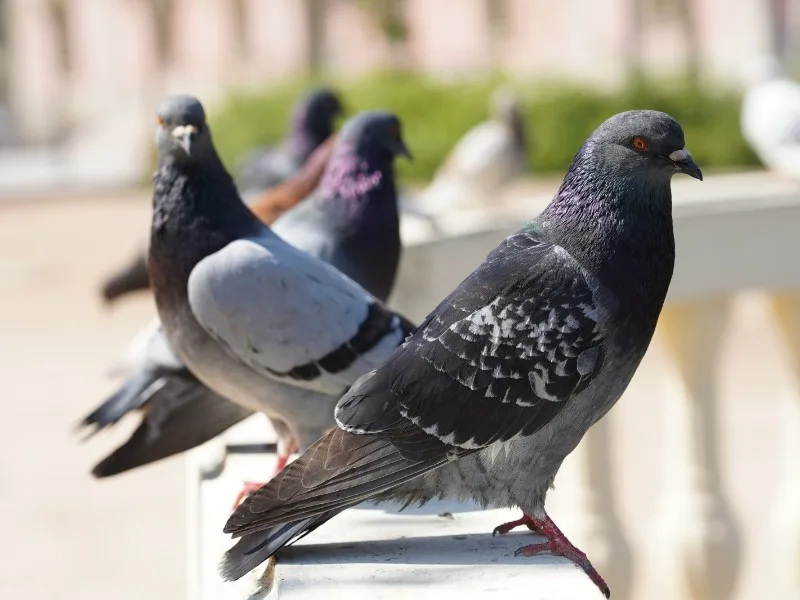 San Francisco enfrenta la sobrepoblación de aves urbanas con nuevos protocolos