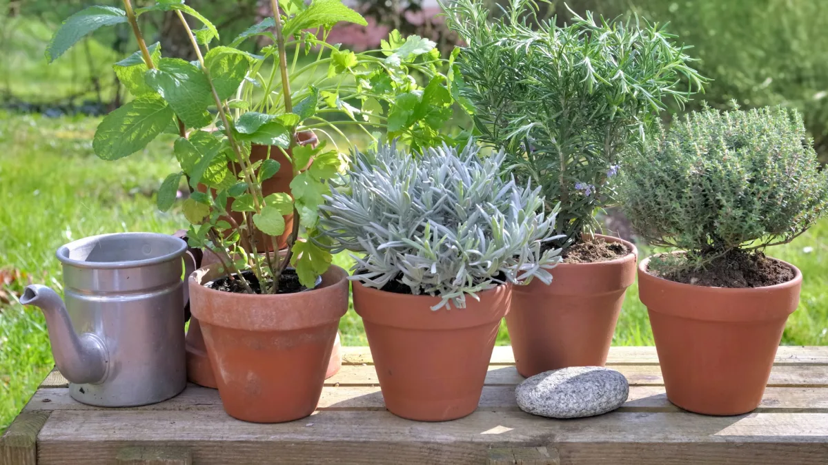 Cursos y talleres de jardinería en Rosario para toda la comunidad