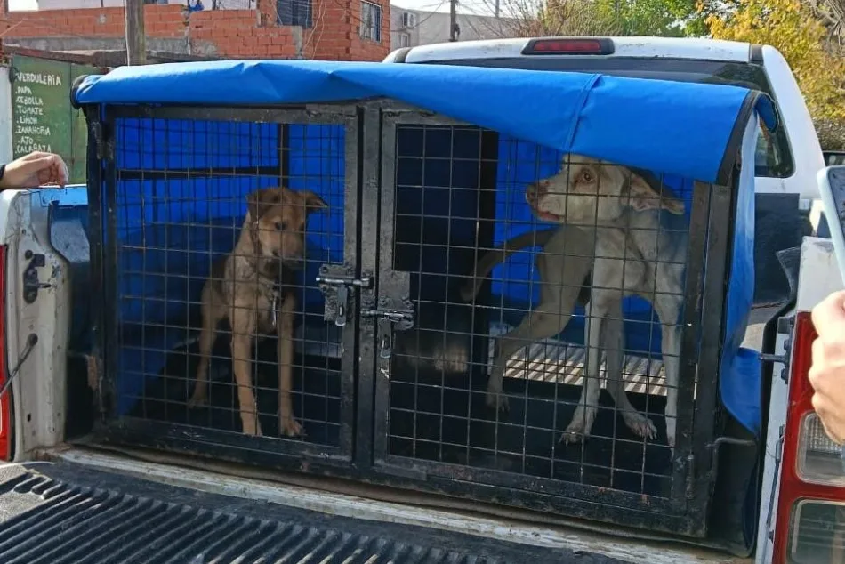 En lo que va del año la Municipalidad intervino en 740 casos de maltrato animal
