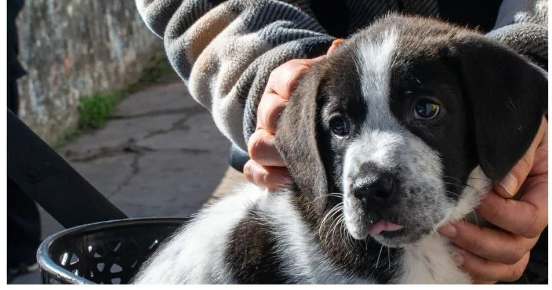Santo Tomé lanzó servicios de salud animal para septiembre de 2026