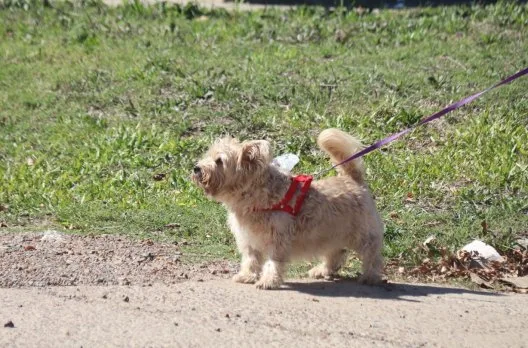 Castraciones gratuitas para mascotas del 20 al 24 de julio en Gualeguaychú