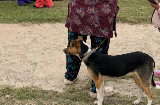 Castraciones gratuitas para mascotas en Gualeguaychú del 1 al 5 de junio