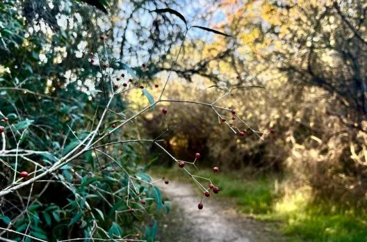 Explorá las Áreas Naturales Protegidas de Gualeguaychú en invierno