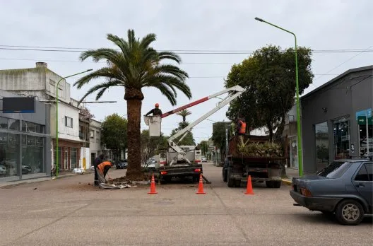 Instalan sensores para proteger palmeras de Gualeguaychú