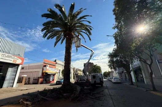 Intervención en palmeras de Rocamora y Primera Junta para prevenir plagas