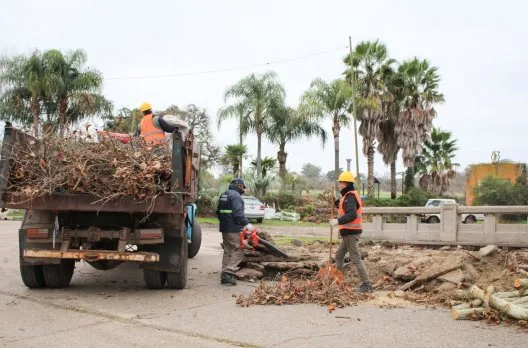 Poda invernal en Costanera mejora seguridad y salud de los árboles