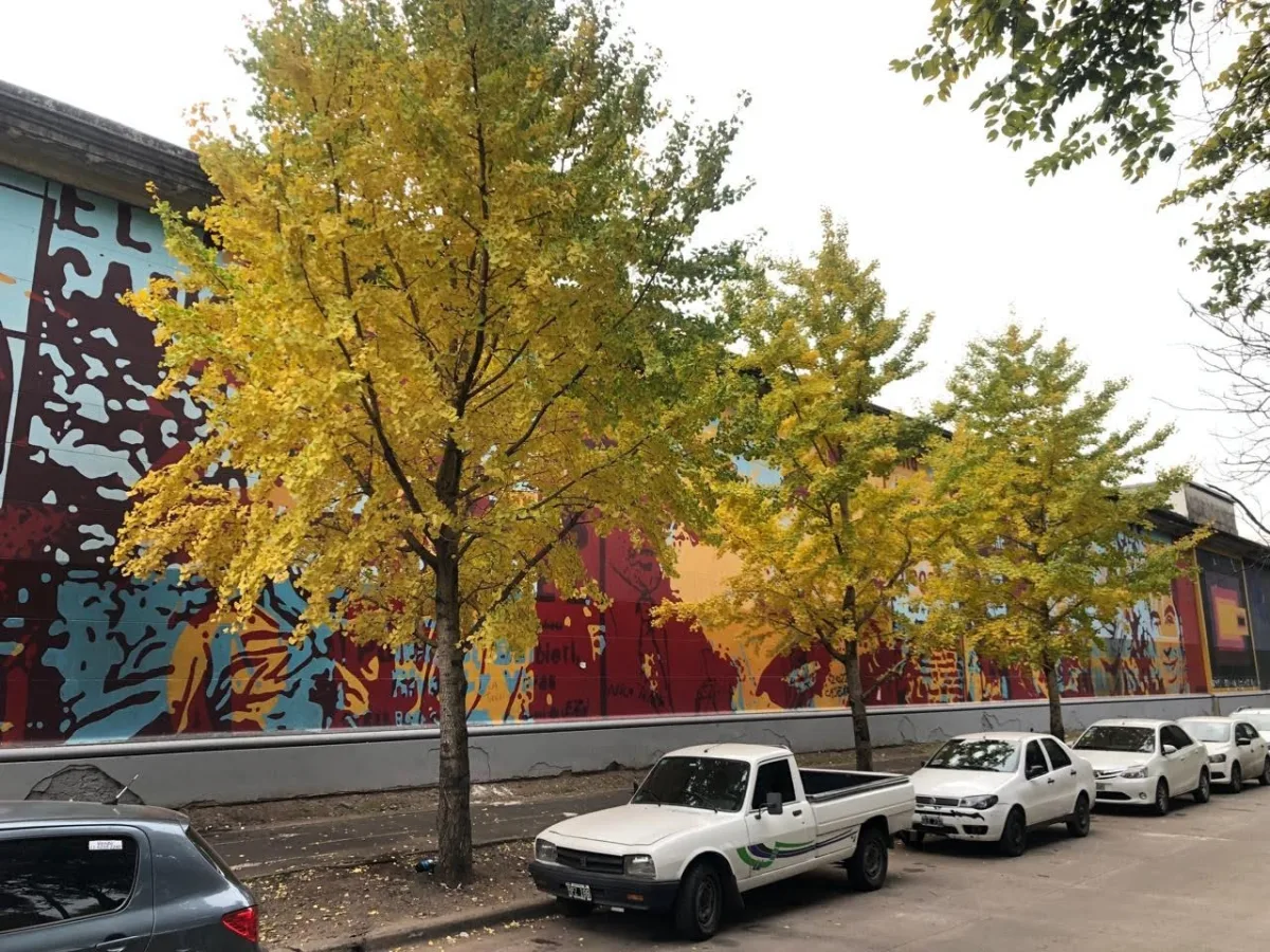 Ginkgos amarillos en Buenos Aires: dónde encontrarlos