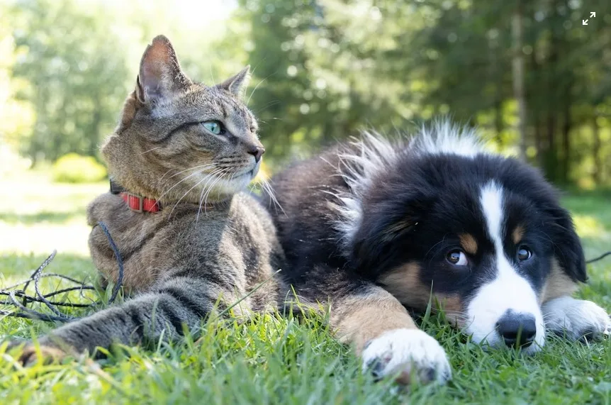 Vacunación antirrábica gratuita en julio para mascotas