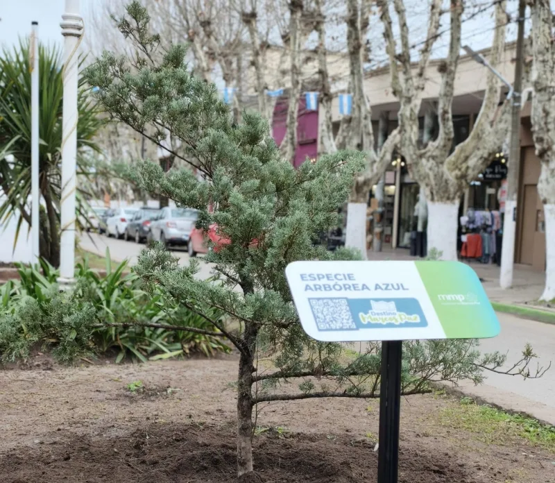 Plantaron un árbol histórico en el 60° aniversario del Obelisco