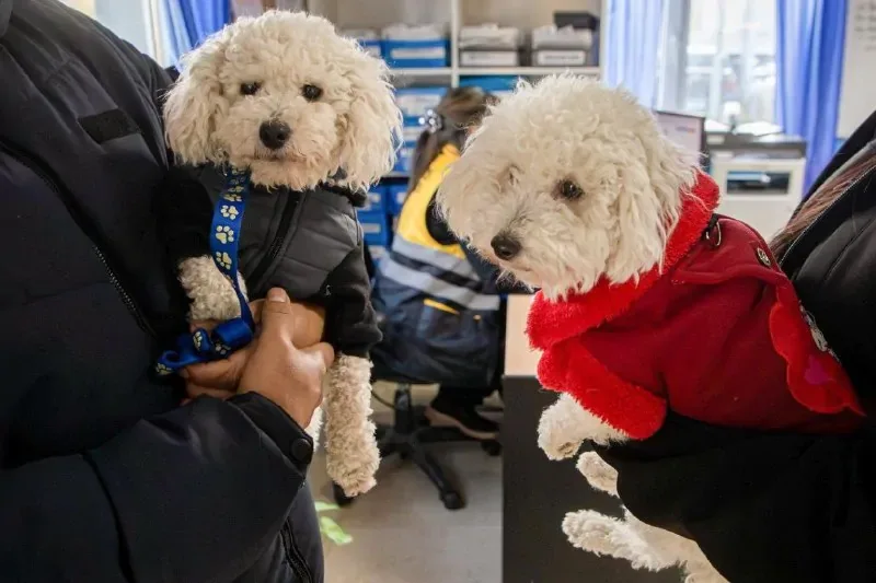 Consejos del Municipio para proteger a las mascotas en invierno