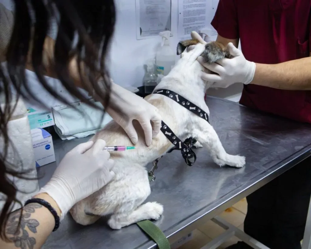 Río Grande vacunó a más de 140 mascotas en jornada de salud animal